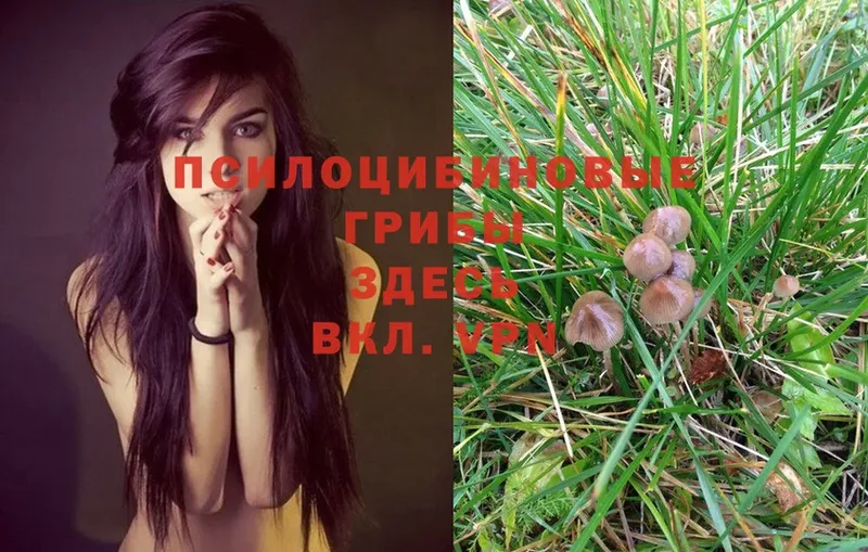 наркошоп  Можга  Псилоцибиновые грибы Magic Shrooms 